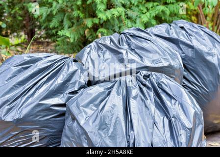 Schwarze Plastikmüllbeutel nach der Reinigung des Gartens. Saisonale Müllabfuhr und Reinigung im Hof. Stockfoto