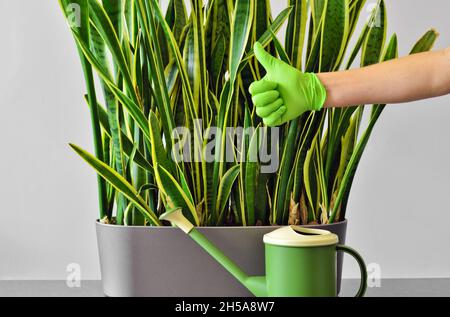 Hand in einem grünen Gummihandschuh zeigt ein Daumen hoch Zeichen vor dem Hintergrund einer Zimmerpflanze und einer Gießkanne. Stockfoto