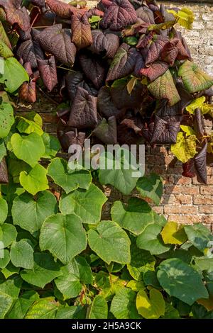 Nahaufnahme von roten und grünen Blättern ornamentaler Weinrebe, die eine Ziegelmauer bedecken, im Herbst England Vereinigtes Königreich GB Großbritannien Stockfoto