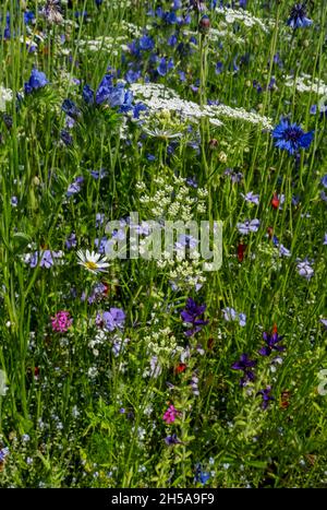 Nahaufnahme von blauen und weißen Wildblumen an einer Gartengrenze im Sommer England Vereinigtes Königreich GB Großbritannien Stockfoto