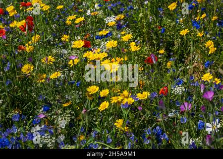 Gelbe Mais Ringelblumen und gemischte Wildblumen Wildblumen in einer Wiese Landschaft Bienen freundlichen Garten Grenze im Sommer England Großbritannien Stockfoto