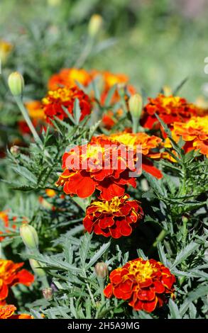 Leuchtend rot orange Ringelblumen wachsen auf der Straße eine Nahaufnahme vertikal. Blume Gemüse Hintergrund vertikal. Tagetes. Ringelblume. Stockfoto