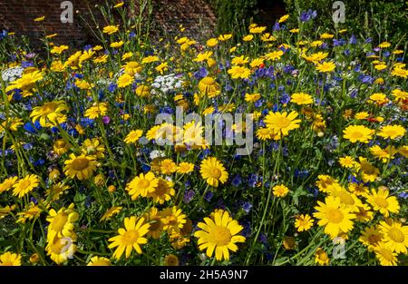 Nahaufnahme von gelben Maismurmeltieren und gemischten Wildblumen von oben in einer Gartengrenze im Sommer England Großbritannien Großbritannien Großbritannien Stockfoto