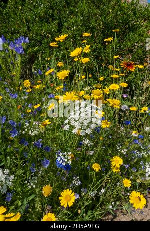 Gelbe Mais-Ringelblumen und gemischte Wildblumen Wildblumen in einem bienenfreundlichen Garten Grenzen im Sommer England Vereinigtes Königreich GB Großbritannien Stockfoto