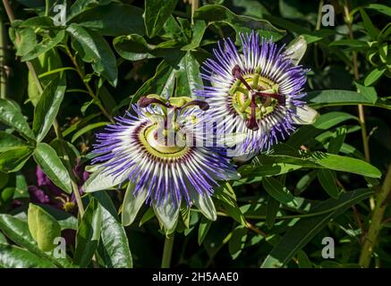 Nahaufnahme von blauen Passionsblumen (Passiflora caerulea) Kletterpflanze im Sommer England UK Vereinigtes Königreich GB Großbritannien Stockfoto