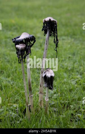 Shaggy Inkcap Pilze (Coprinus comatus) auch bekannt als Lawyers Perücke oder Richter Perücke sind essbar, haben aber eine sehr kurze Haltbarkeit. Sie werden schwarz Stockfoto