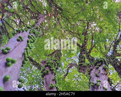 Jabuticaba in einem Baum, ist ein brasilianischer Obstbaum der Familie Myrtaceae, der im Atlantischen Wald beheimatet ist. Stockfoto