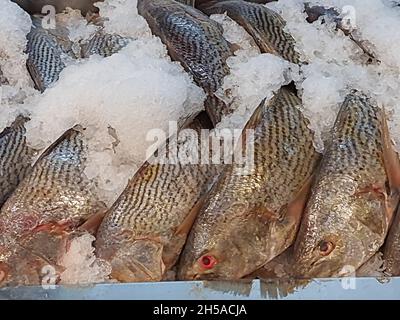 Roher Fisch auf Eis, verschiedene Arten, auf dem Fischmarkt in einem Markt in São Paulo, Brasilien gehackt. Stockfoto
