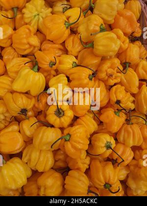 Gelbe Habanero Peppers in Farbe auf einem Markt. Es ist eine heiße Sorte von Pfeffer. Grüne Habaneros sind grün und färben sich, wenn sie reifen. Stockfoto