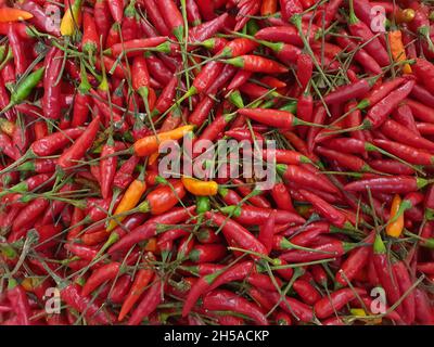 Chilli ist eine Sorte von Capsicum frutescens. Es ist auch bekannt unter den Namen piripiri, jindungo, maguita-tuá-tuá, cumarim, ndongo, Nedungo. Stockfoto