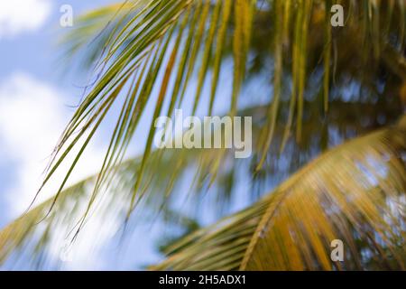 Die Handfläche hinterlässt den Hintergrund. Sommerferien Konzept. Verschwommen Stockfoto