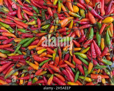 Chilli ist eine Sorte von Capsicum frutescens. Es ist auch bekannt unter den Namen piripiri, jindungo, maguita-tuá-tuá, cumarim[3], ndongo, Nedungo. Stockfoto