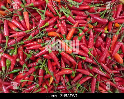 Chilli ist eine Sorte von Capsicum frutescens. Es ist auch bekannt unter den Namen piripiri, jindungo, maguita-tuá-tuá, cumarim, ndongo, Nedungo. Stockfoto