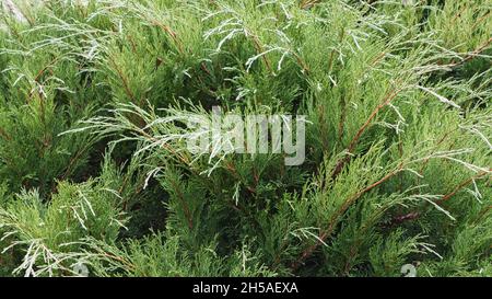 Juniperus - Juniperus sabina, immergrüne Pflanzen im Garten Stockfoto