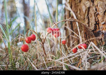 Convallaria majalis Beeren im Wald, Maiglöckchen im Herbst Stockfoto