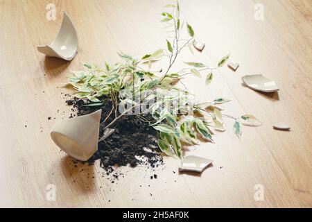 Ficus benjamina ist auf den Boden gefallen, hat einen zerbrochenen Blumentopf, Schmutz und Stücke aus Keramik-Topf Stockfoto