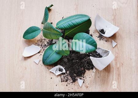 Ficus Elastica stürzte auf den Boden, zerbrochene Blumentöpfe und Erde Stockfoto