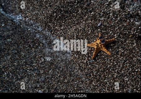 Seesterne in Sonnenbrillen an einem Kieselstrand. Ruhe am Meer. Stockfoto