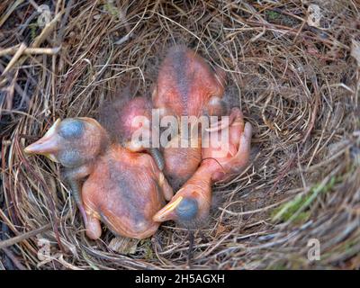 Nest der Amsel (Turdus merula) mit Nestlingen im Alter von mehreren Tagen in einer Baumhohle. Mischwälder Nordeuropas Stockfoto