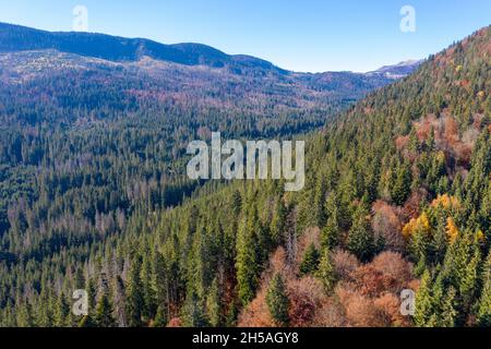 Luftaufnahme des immergrünen Waldes gemischt mit Laubbäumen im Herbst Stockfoto