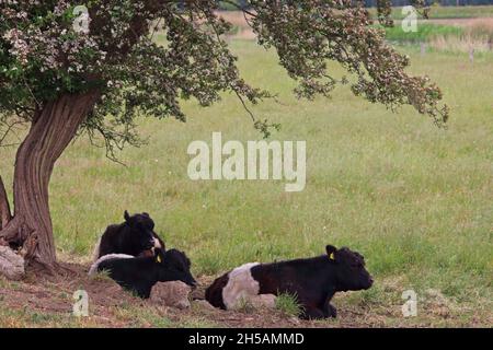 Drei Kühe liegen unter einem rosa blühenden Baum. Ein Bild der Gelassenheit. Die Rasse heißt Belted Galloway. Stockfoto