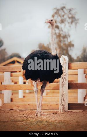 Ein großer, stolzer, schöner Strauß mit langem Hals steht in einem Fahrerlager im Zoo gegen einen bewölkten Himmel. Wilder afrikanischer Vogel. Stockfoto