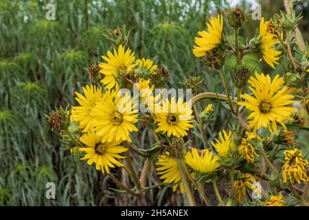 Compassplant (Kompasspflanze, Pilotweed, Polarpflanze, Kaugummikraut) Silphium laciniatum gelbe Blüten, entwurzelte mehrjährige Kraut in der Aster-Familie Asterac Stockfoto