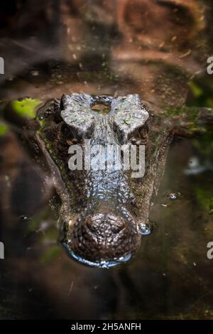 Kaiman mit glatter Front (Paleosuchus trigonatus) in Wasser getaucht, Krokodil in der Familie: Alligatoridae, Heimatregion: Amazonas und Orinoco Bas Stockfoto