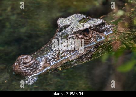 Kopf des Kaimans mit glatter Front (Paleosuchus trigonatus, Schneider-Zwergkaiman) im Wasser, Krokodil in der Familie: Alligatoridae, heimische Region Stockfoto