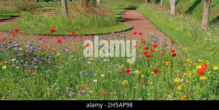 Wildblumen in Abbey Park Gardens, Torquay, South Devon. Stockfoto