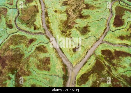 Luftaufnahme des Naturschutzgebietes Verdronken Land van Saeftinghe, Zeeland, Niederlande Stockfoto