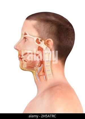 Anatomie der Nase und des Rachen. Menschliche Organstruktur. Tonsillen-Anatomie, Zähne, Polypen, Rhinitis, Halsschmerzen, 3d-Rendering, 2d-Grafik, Illustration Stockfoto