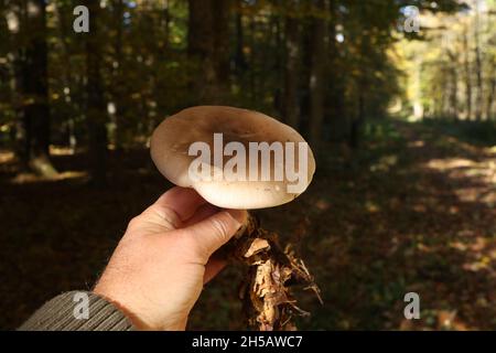 Hand mit Pilz auf dem Hintergrund des Herbstwaldes Stockfoto