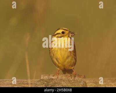 Männlicher Gelbhammer, der Insekten im Schnabel trägt, um Küken im Nest zu füttern. Sie bevorzugen offenes Land mit Buschland, Hecken und Ackerflächen. Stockfoto