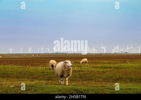 Schafe auf der Weide in Nordfriesland Windturbinen Klimaschutz Stockfoto