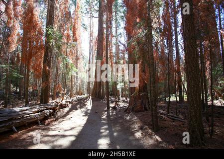 Falls Trail auf dem Weg zum Felsen klettern Half Dome im Yosemite-Nationalpark, Kalifornien USA Stockfoto