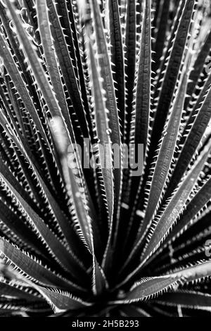 Scharfe Zähne Grenzen die Ränder der Yucca-Blätter in der Big Bend Wüste Stockfoto