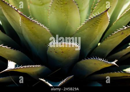 Stachelkanten der Agave Plant wachsen in der Big Bend Wüste Stockfoto