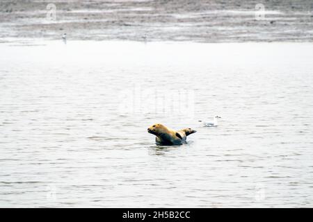 Seehund in der Nordsee in Nordfriesland Tierwelt Stockfoto