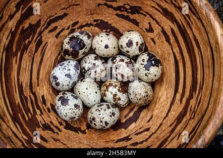 Ein Dutzend Wachteln Eier in einer dekorativen Holzschale eingebettet. Zart, zierlich und dekorativ. Stockfoto