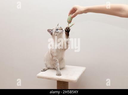 Junge Katze spielt mit dem Besitzer Stockfoto