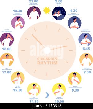 Zirkadianer Rhythmus. Medizinisches Poster, Exposition bei menschlichen Hirnhormonen. Gesundes Tag-Nacht-Diagramm, Schlafzyklus und auf Sonneneinstrahlung Reaktion Utter Vektor-Konzept Stock Vektor