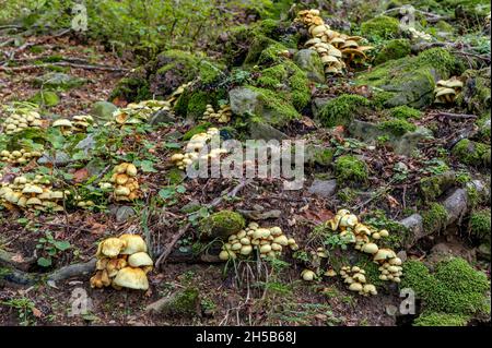 Große Gruppe von gelben Pilzen, die im Unterholz, an den Wurzeln großer Bäume, in der Herbstsaison wachsen Stockfoto