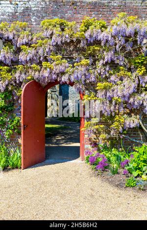 Rote Tür und Wand mit Glyzinienblumen bedeckt, Eingang zu den Gärten von Arundel Castle, West Sussex, Großbritannien Stockfoto