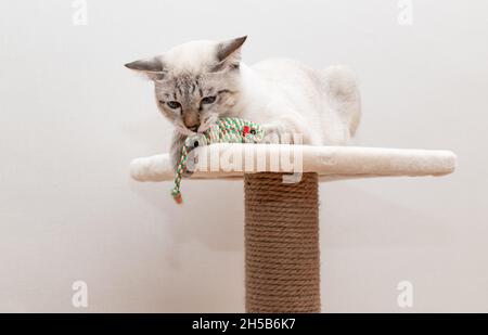 Katze sitzt auf Kratzpfosten und spielt mit Spielzeug Stockfoto