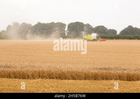 Claas Mähdrescher arbeitet in einem Weizenfeld, Medstead, Hampshire, England, Vereinigtes Königreich. Stockfoto