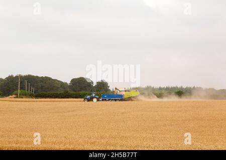 Claas Mähdrescher arbeitet in einem Weizenfeld, Medstead, Hampshire, England, Vereinigtes Königreich. Stockfoto