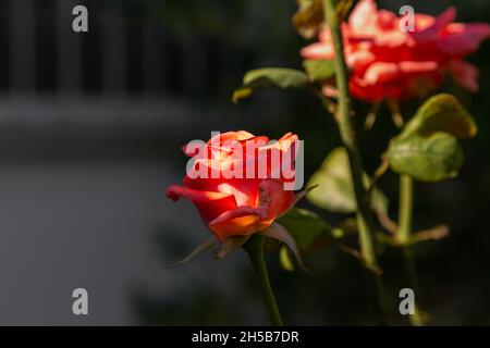 Frisch blühte Orangenrose. Die orangefarbene Rose steht für Begehren, Enthusiasmus und Stolz. Stockfoto