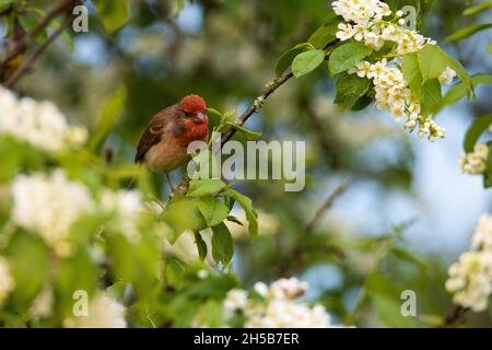 Männlicher Rosenfink, Carpodacus erythrinus in der Mitte der Vogelkirschblüte. Stockfoto