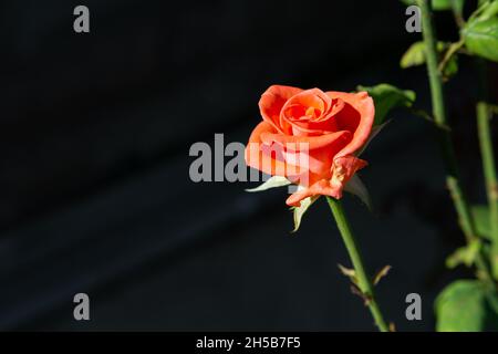 Frisch blühte Orangenrose. Die orangefarbene Rose steht für Begehren, Enthusiasmus und Stolz. Stockfoto